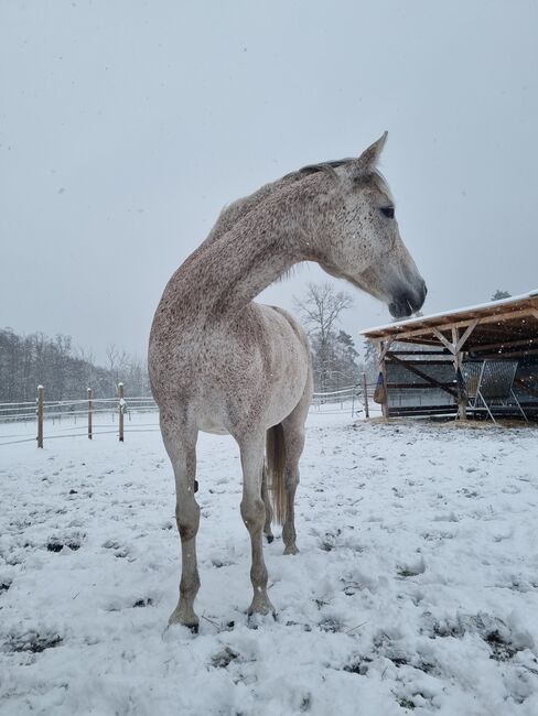 Stute sucht dringend Ihren Menschen, Beatrice , Horses For Sale, Lauta