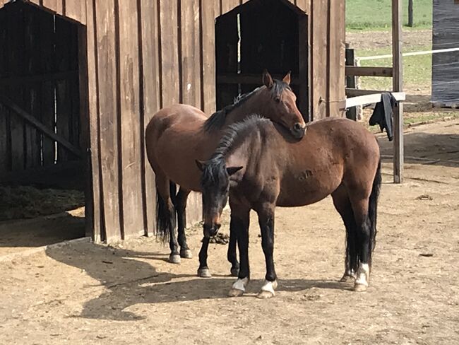 Stute umständehalber abzugeben, Barbara Masmeier, Horses For Sale, Stockerau, Image 2