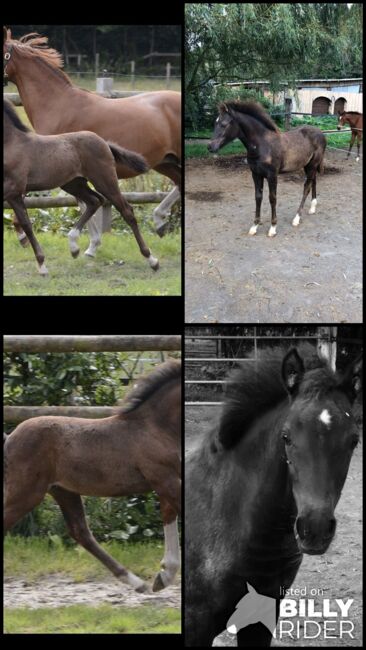 Stutfohlen Smoky Black/ Deutsches Reitpony, ST, Horses For Sale, Trassem , Image 7