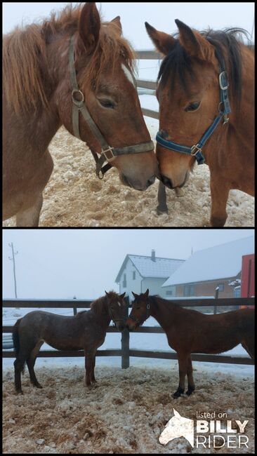 stuten zu verkaufen, Aleš, Horses For Sale, Dvor, Image 3