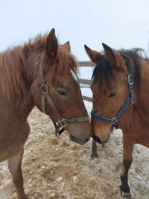 stuten zu verkaufen, Aleš, Horses For Sale, Dvor