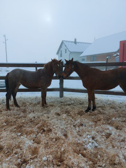 stuten zu verkaufen, Aleš, Horses For Sale, Dvor, Image 2