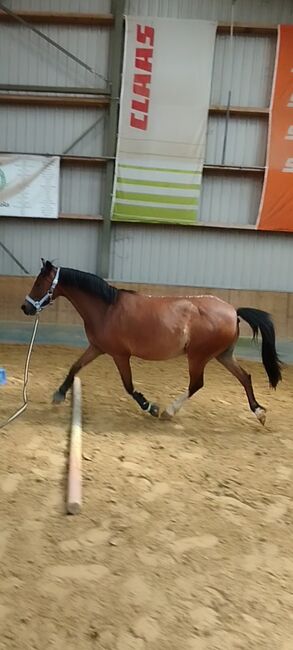 Stute sucht neues Zuhause, Zk, Horses For Sale, Kerken, Image 7