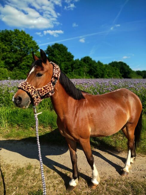 Stute sucht neues Zuhause, Zk, Horses For Sale, Kerken, Image 8