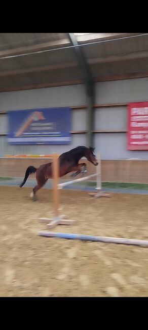 Stute sucht neues Zuhause, Zk, Horses For Sale, Kerken, Image 4