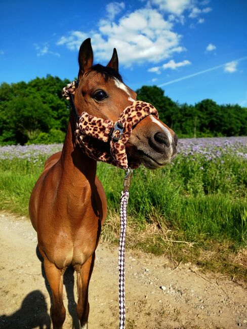 Stute sucht neues Zuhause, Zk, Horses For Sale, Kerken, Image 9