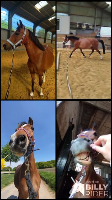 Stute sucht neues Zuhause, Zk, Horses For Sale, Kerken, Image 12