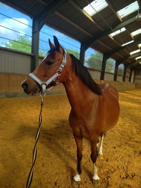 Stute sucht neues Zuhause, Zk, Horses For Sale, Kerken