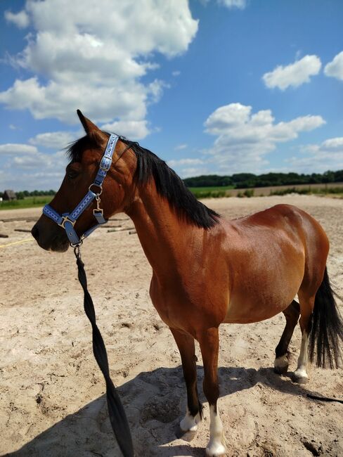 Stute sucht neues Zuhause, Zk, Horses For Sale, Kerken, Image 11
