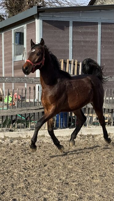 Toller 2-Järiger CH - Wallach, Beatrice Matos, Horses For Sale, Illhart