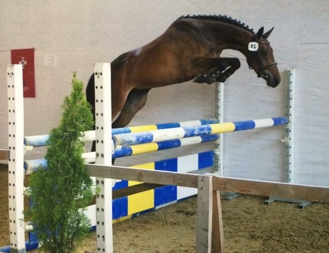 Toller 2-Järiger CH - Wallach, Beatrice Matos, Horses For Sale, Illhart, Image 4