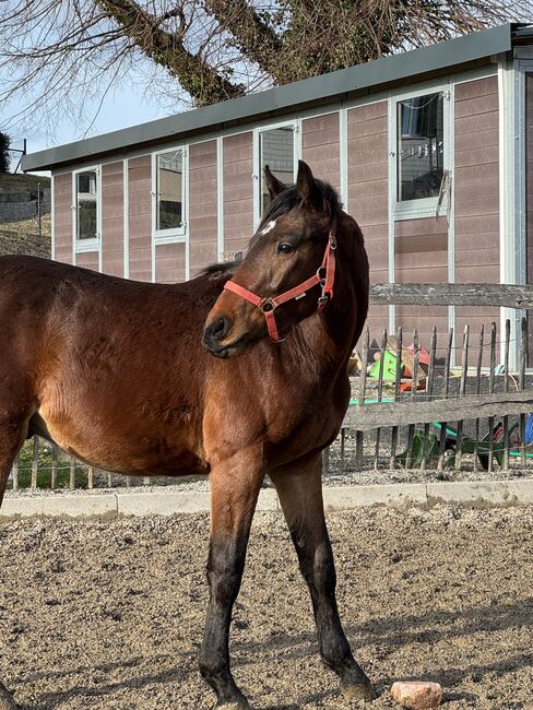 Toller 2-Järiger CH - Wallach, Beatrice Matos, Horses For Sale, Illhart, Image 2