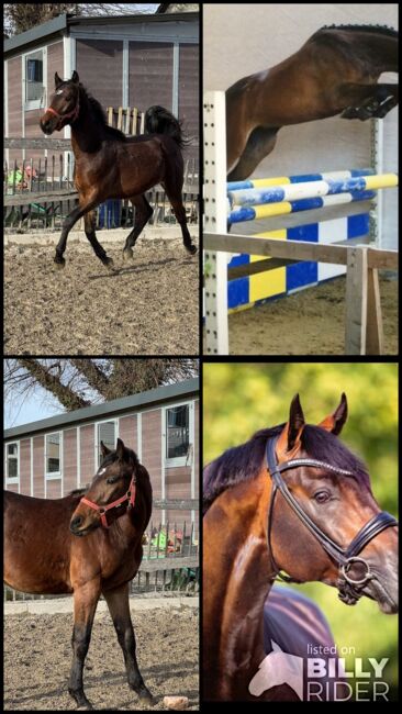 Toller 2-Järiger CH - Wallach, Beatrice Matos, Horses For Sale, Illhart, Image 5