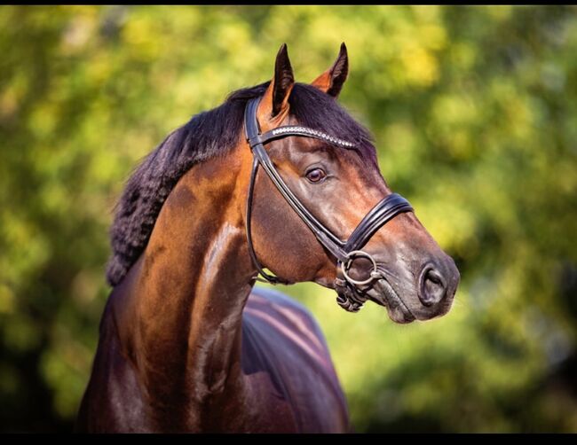 Toller 2-Järiger CH - Wallach, Beatrice Matos, Horses For Sale, Illhart, Image 3
