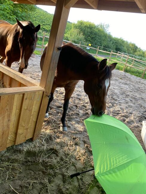 Tolles Familienpferd, Nina Kühn, Horses For Sale, Dienheim , Image 3