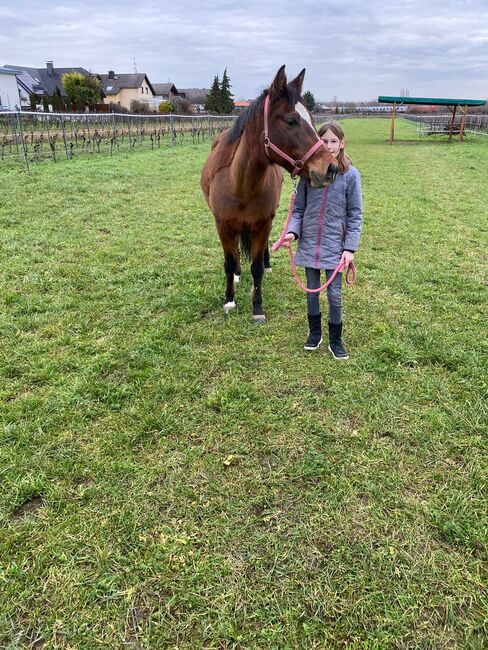 Tolles Familienpferd, Nina Kühn, Horses For Sale, Dienheim , Image 11