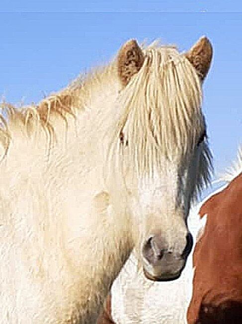 Tolle zukünftiger Freizeitpartner in Traumfarbe, Islandpferde-aus-Island, Horses For Sale, Südisland