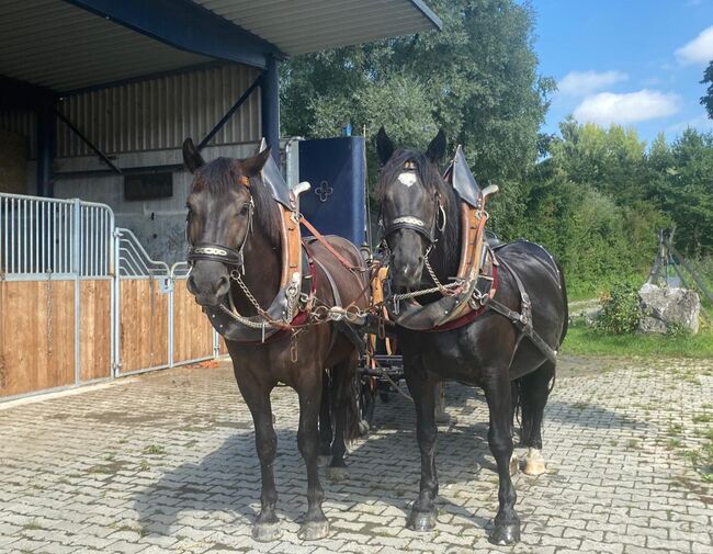 Toller Friesen x Noriker Mix Wallach, Manuela KUBNY , Horses For Sale, Küßnach , Image 2