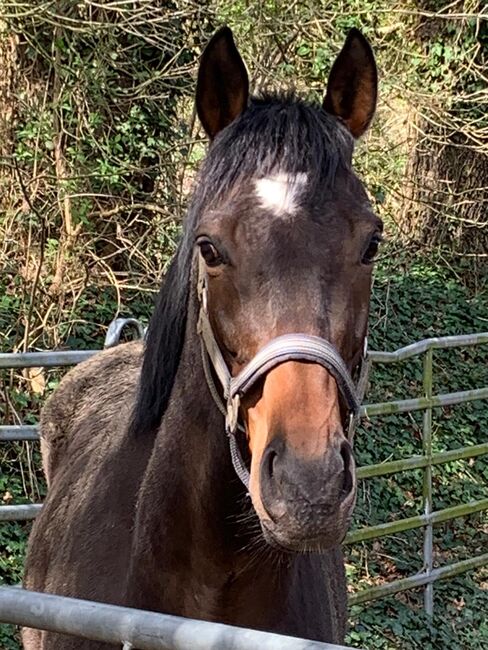 Toller vollblut Wallach, Alina, Horses For Sale, Ratingen 