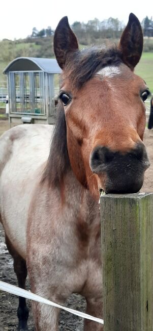 tolles Pleasure/Allround Prospekt in bay roan, Kerstin Rehbehn (Pferdemarketing Ost), Horses For Sale, Nienburg, Image 3