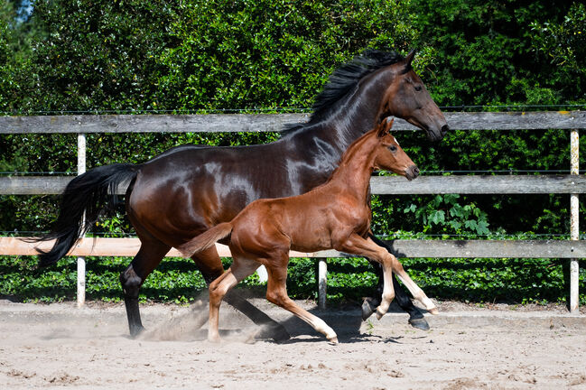 Tolle Hannoveraner Zuchtstute, Britta , Horses For Sale, Nordhorn, Image 3