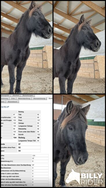 Toller Isländer, Daniela, Horses For Sale, Königstein , Image 6