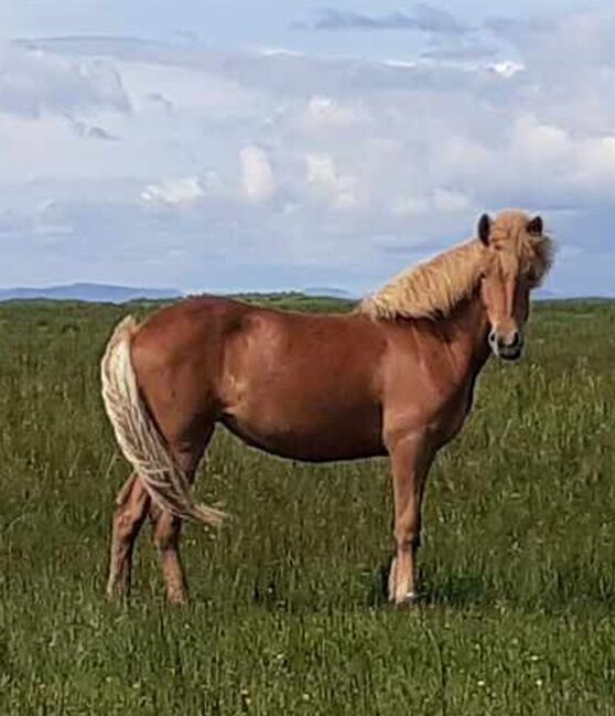 Tolles Wesen mit viel Tölt, Frieslandhof, Ursula Richard, Horses For Sale, Ihlienworth