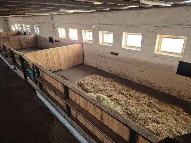Große Box , Offenstall, Sophia, Horse Stables,  Barnstädt, Image 2