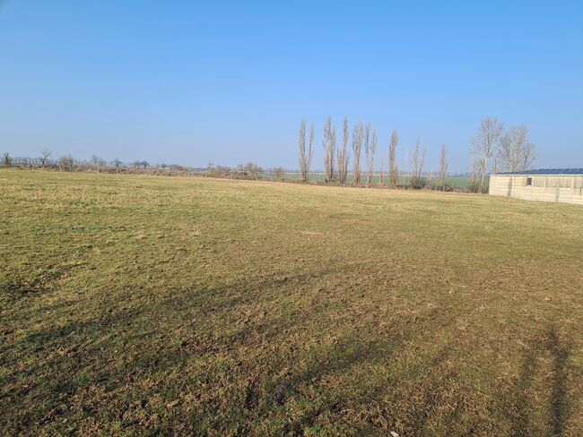 Große Box , Offenstall, Sophia, Horse Stables,  Barnstädt, Image 9