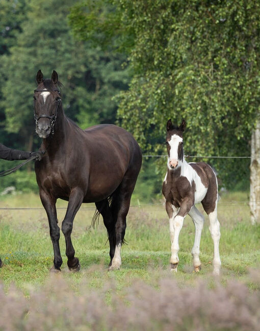 Tolles OS Hengstfohlen in einprägsamer Färbung Rappschecke Fohlen, Lisa, Horses For Sale, Brake, Image 10