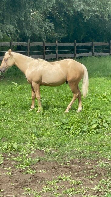 toller Paint Horse Hengst in palomino, Kerstin Rehbehn (Pferdemarketing Ost), Horses For Sale, Nienburg, Image 4