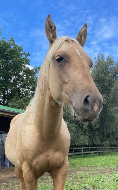 toller Paint Horse Hengst in palomino, Kerstin Rehbehn (Pferdemarketing Ost), Horses For Sale, Nienburg, Image 7