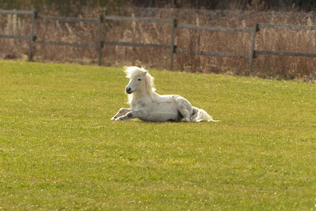 Tolles Pony mit viel Potential, Jacky, Horses For Sale, Sulzbach-Rosenberg