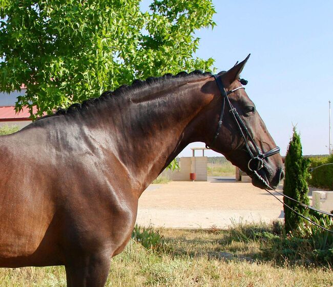 Grosser PRE bereits getüvt, ISPA - Iberische Sportpferde Agentur (ISPA - Iberische Sportpferde Agentur), Horses For Sale, Bedburg, Image 3