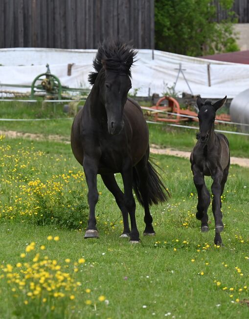 Toller PRE Rapp Stute sehr brav, Manuela KUBNY , Horses For Sale, Küßnach 