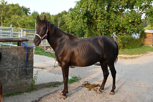 Toller PRE Rapp Stute sehr brav, Manuela KUBNY , Horses For Sale, Küßnach , Image 4