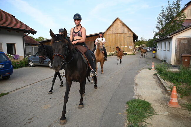 Toller PRE Rapp Stute sehr brav, Manuela KUBNY , Horses For Sale, Küßnach , Image 3