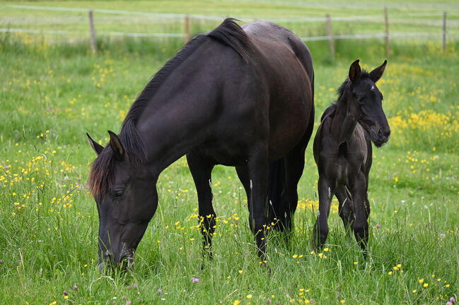 Toller PRE Rapp Stute sehr brav, Manuela KUBNY , Horses For Sale, Küßnach , Image 6