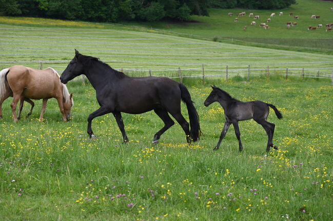 Toller PRE Rapp Stute sehr brav, Manuela KUBNY , Horses For Sale, Küßnach , Image 5