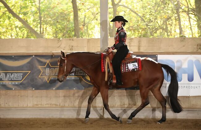 Toller Quarter Horse Wallach im besten Alter, Manuela KUBNY , Horses For Sale, Küßnach , Image 4