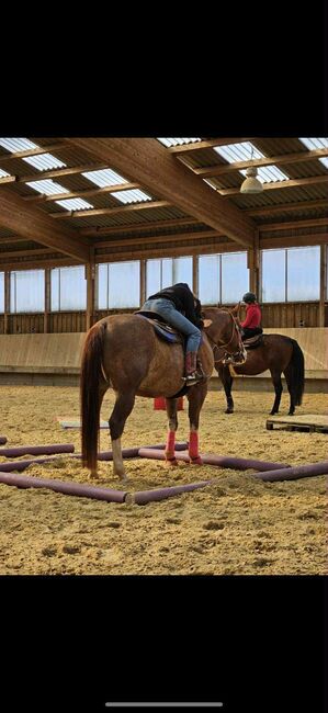 Toller Quarter Horse Wallach mit Herz und Potenzial, Kerstin Rehbehn (Pferdemarketing Ost), Horses For Sale, Nienburg, Image 7