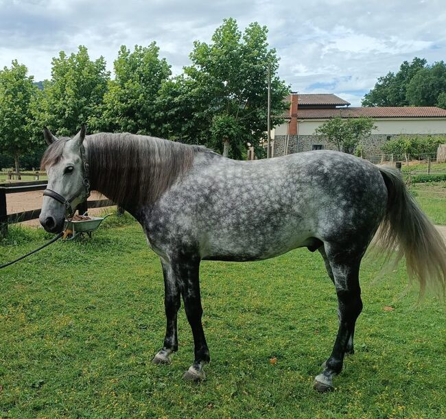 Grosser, rittiger PRE Wallach, ISPA - Iberische Sportpferde Agentur (ISPA - Iberische Sportpferde Agentur), Horses For Sale, Bedburg, Image 3