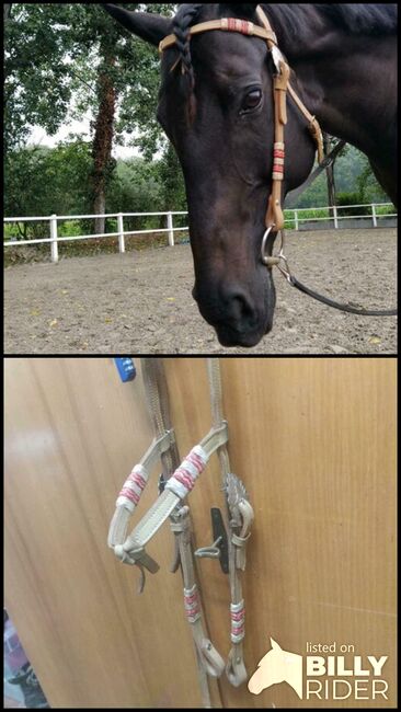 Tolle Westerntrense, Jule, Bridles & Headstalls, Bad Bellingen, Image 3