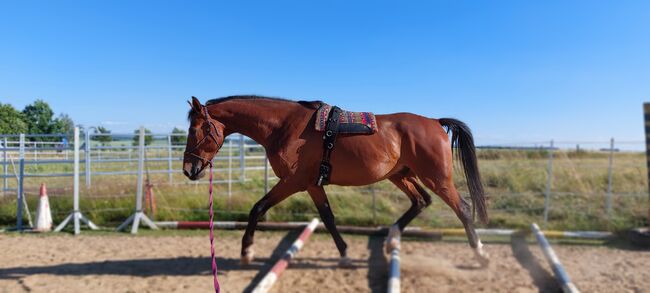 Großer Wallach, Tina, Horses For Sale, Döbeln, Image 9
