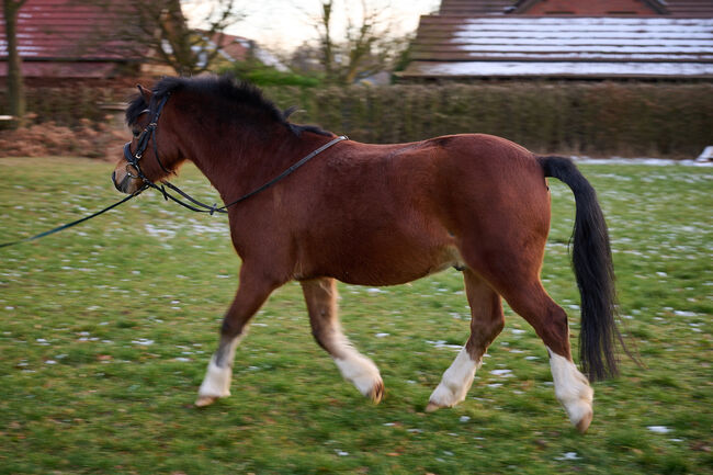 Großer Welsh A Wallach, Hoffmann , Horses For Sale, Brome, Image 5