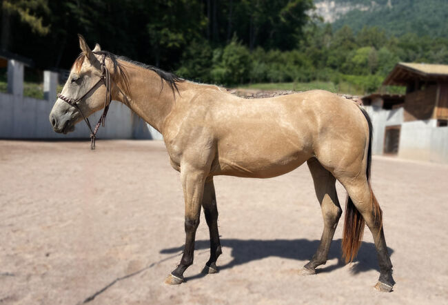 riesengroße 2j Qh-Buckskin Stute 🎀 Mähnenwunder, Top Abstammung, Amelie Liegl, Horses For Sale, Eppan, Image 4