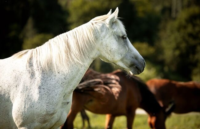 Tolle Connemara Stute sucht neues Zuhause, Christina Knapp , Horses For Sale, Leoben , Image 2