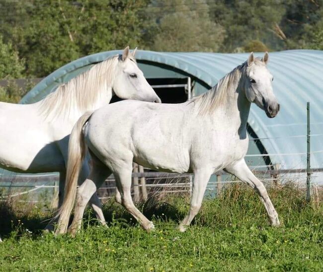 Tolle Connemara Stute sucht neues Zuhause, Christina Knapp , Horses For Sale, Leoben , Image 13