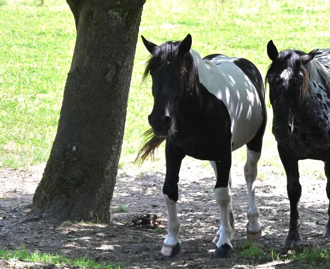 Toller Noriker Rappscheck Stute, Manuela KUBNY , Horses For Sale, Küßnach , Image 5