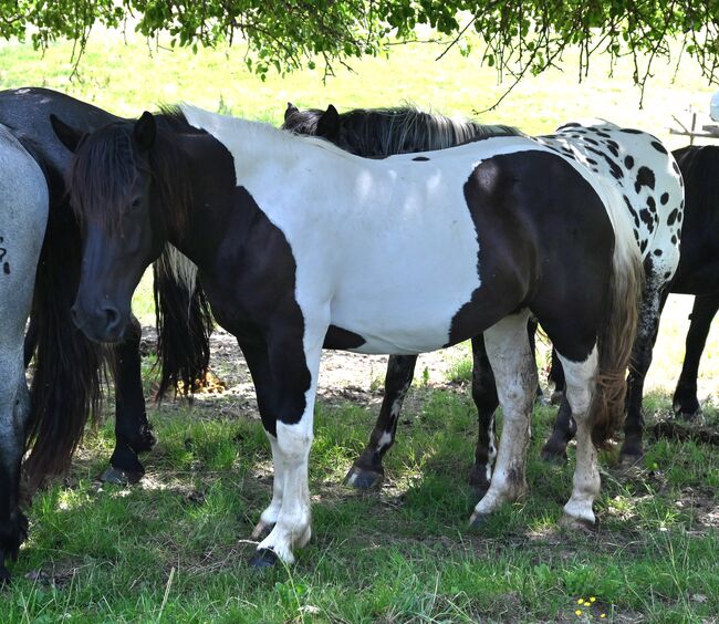 Toller Noriker Rappscheck Stute, Manuela KUBNY , Horses For Sale, Küßnach 